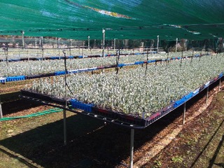 Professional Nursery